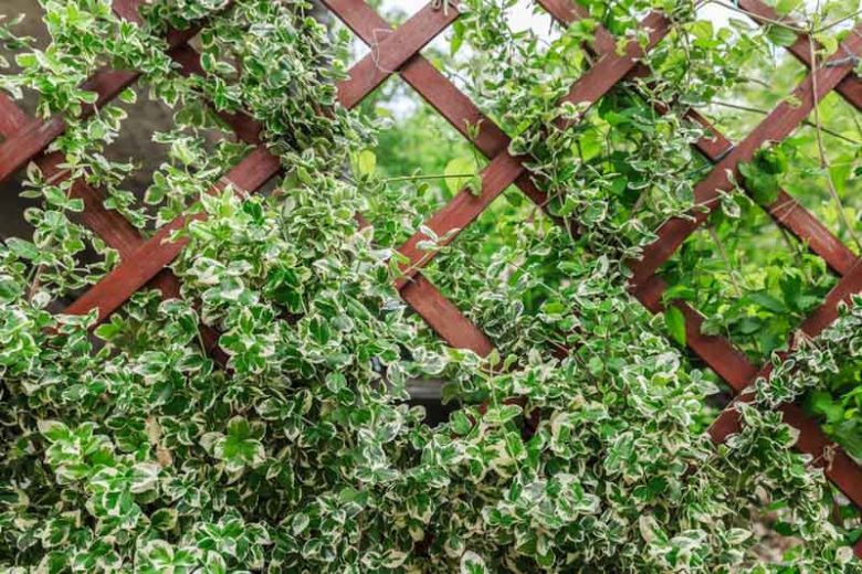 Euonymus Fortunei, Wintercreeper, Chinese Spindle Tree, Climbing Euonymus, Gaiety, Winter Creeper, evergreen shrubs, variegated shrubs