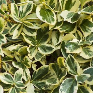 Euonymus japonicus 'Silver King', Japanese Spindle 'Silver King', Boxleaf Euonymus 'Silver King', Japanese Spindletree 'Silver King'