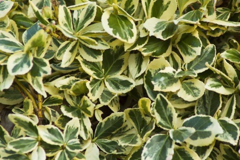 Euonymus japonicus 'Silver King', Japanese Spindle 'Silver King', Boxleaf Euonymus 'Silver King', Japanese Spindletree 'Silver King'