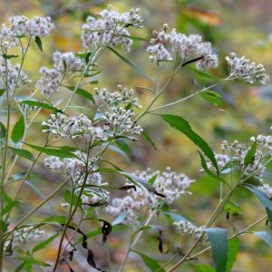 Eupatorium perfoliatum, Common Boneset, White Flowers