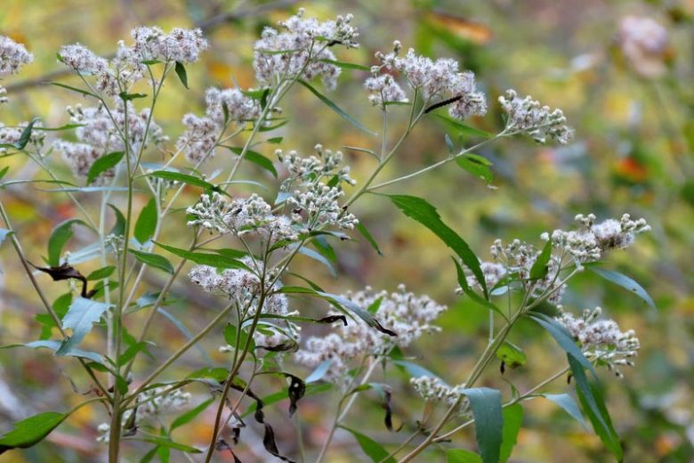 Eupatorium perfoliatum, Common Boneset, White Flowers