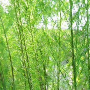 eupatorium capillifolium, Dogfennel, Dog Fennel, Sneeze Weed, Eupatorium capillifolium 'Elegant Feather'