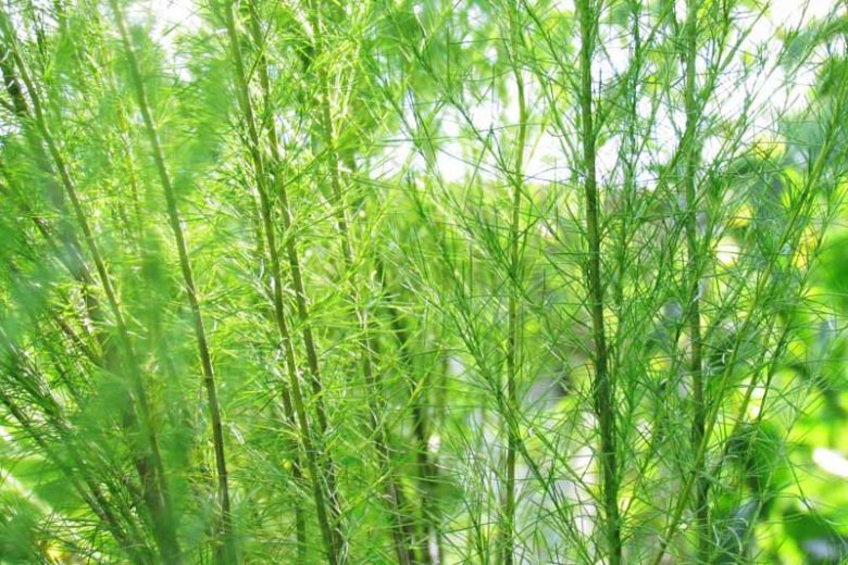 eupatorium capillifolium, Dogfennel, Dog Fennel, Sneeze Weed, Eupatorium capillifolium 'Elegant Feather'