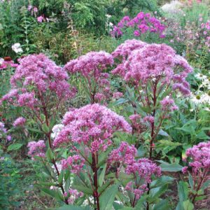 Eupatorium maculatum (Atropurpureum Group) 'Gateway', Joe-Pye Weed 'Gateway', Eupatorium maculatum 'Gateway', Eupatorium purpureum ssp. maculatum 'Gateway', Eupatorium 'Gateway', Eutrochium maculatum 'Gateway'