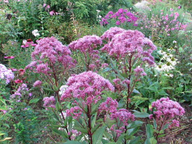 Eupatorium maculatum (Atropurpureum Group) 'Gateway', Joe-Pye Weed 'Gateway', Eupatorium maculatum 'Gateway', Eupatorium purpureum ssp. maculatum 'Gateway', Eupatorium 'Gateway', Eutrochium maculatum 'Gateway'