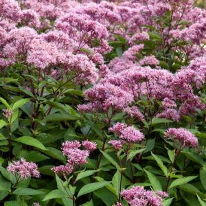 Eupatorium maculatum (Atropurpureum Group) 'Riesenschirm', Joe-Pye Weed 'Riesenschirm', Eupatorium maculatum 'Riesenschirm', Eupatorium purpureum subsp. maculatum 'Riesenschirm', Eupatorium 'Riesenschirm', Eupatorium purpureum subsp. maculatum 'Rise and Shine', Purple Flowers, Pink Flowers, Fall Flowers