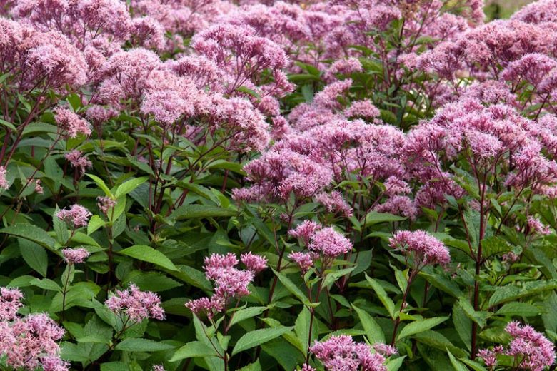 Eupatorium maculatum (Atropurpureum Group) 'Riesenschirm', Joe-Pye Weed 'Riesenschirm', Eupatorium maculatum 'Riesenschirm', Eupatorium purpureum subsp. maculatum 'Riesenschirm', Eupatorium 'Riesenschirm', Eupatorium purpureum subsp. maculatum 'Rise and Shine', Purple Flowers, Pink Flowers, Fall Flowers