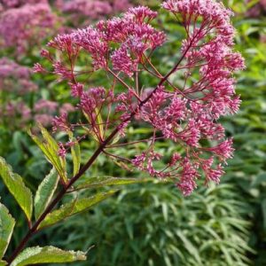 Eupatorium Maculatum, Spotted Joe-Pye Weed, Eupatorium Purpureum subsp. maculatum 'Atropurpureum', Eupatorium Atropurpureum, Eupatorium Fistulosum 'Atropurpureum', Eupatorium Maculatum 'Atropurpureum', Eupatorium purpureum 'Atropurpureum'