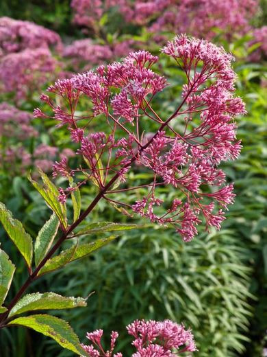 Eupatorium Maculatum, Spotted Joe-Pye Weed, Eupatorium Purpureum subsp. maculatum 'Atropurpureum', Eupatorium Atropurpureum, Eupatorium Fistulosum 'Atropurpureum', Eupatorium Maculatum 'Atropurpureum', Eupatorium purpureum 'Atropurpureum'