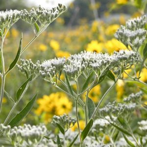 Eupatorium perfoliatum, Common Boneset, White Flowers