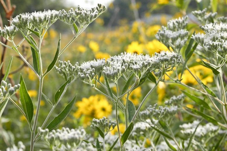 Eupatorium perfoliatum, Common Boneset, White Flowers