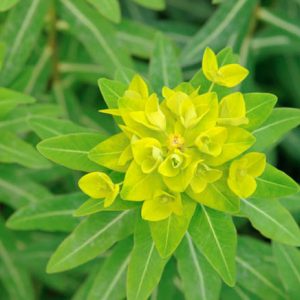 Euphorbia Cornigera,Horned Spurge, Euphorbia wallichii Kohli, Yellow Flowers