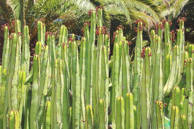 Euphorbia canariensis, Hercules Club, Canary, Canary Island Spurge, Tithymalus canariensis, Torfosidis canariensis