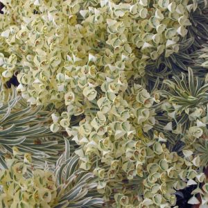 Euphorbia characias 'Tasmanian Tiger', Spurge 'Tasmanian Tiger', 'Tasmanian Tiger' Spurge, Variegated Spurge, Variegated Euphorbia