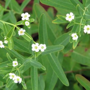 Euphorbia corollata, Flowering Spurge, White Spurge, Garden Spurge, Purging Root, Snake Milk, Tramp's Spurge, White Purslane, Wild Hippo, Wild Spurge