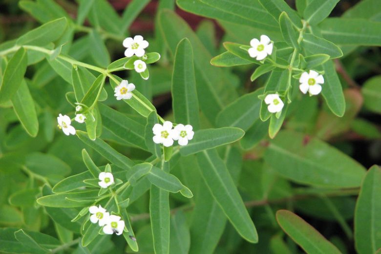 Euphorbia corollata, Flowering Spurge, White Spurge, Garden Spurge, Purging Root, Snake Milk, Tramp's Spurge, White Purslane, Wild Hippo, Wild Spurge