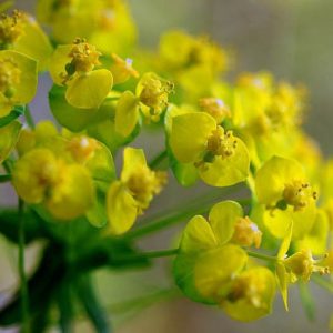 Cypress Spurge, Euphorbia Cyparissias, Cypress Spurge, Bonaparte's Crown, Faitour's Grass, Graveyard Ground Pine, Graveyard Weed, Irish Moss, kiss-Me-Dick, Love in a Huddle, Tree Spurge, Welcome-to-our-house