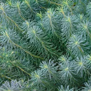 Euphorbia Cyparissias 'Fens Ruby',Cypress Spurge 'Fens Ruby', Bonaparte's Crown 'Fens Ruby', Graveyard Moss 'Fens Ruby', Dwarf Euphorbia, Groundcover Euphorbia