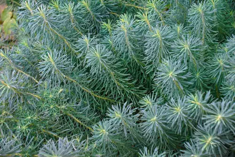 Euphorbia Cyparissias 'Fens Ruby',Cypress Spurge 'Fens Ruby', Bonaparte's Crown 'Fens Ruby', Graveyard Moss 'Fens Ruby', Dwarf Euphorbia, Groundcover Euphorbia