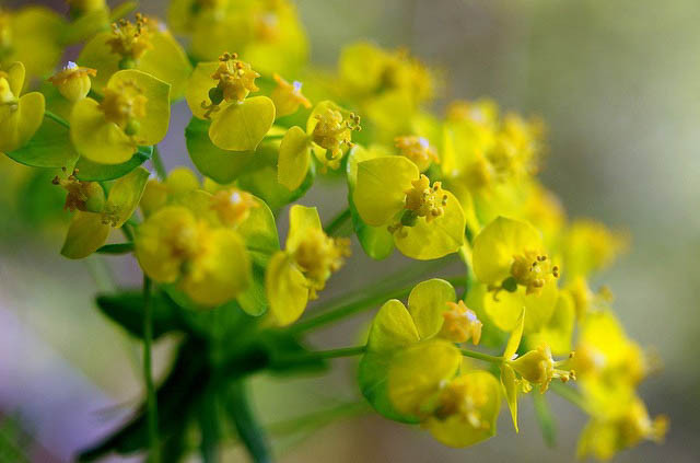 Cypress Spurge, Euphorbia Cyparissias, Cypress Spurge, Bonaparte's Crown, Faitour's Grass, Graveyard Ground Pine, Graveyard Weed, Irish Moss, kiss-Me-Dick, Love in a Huddle, Tree Spurge, Welcome-to-our-house
