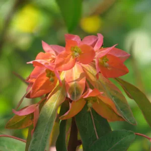 Euphorbia griffithii 'Fern Cottage', Euphorbia 'Fern Cottage',  Spurge 'Fern Cottage', Red Flowers, Orange Flowers,