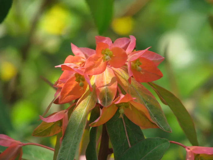 Euphorbia griffithii 'Fern Cottage', Euphorbia 'Fern Cottage',  Spurge 'Fern Cottage', Red Flowers, Orange Flowers,