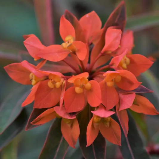 Euphorbia griffithii 'Fireglow', Euphorbia 'Fireglow',  Spurge 'Fireglow', Red Flowers, Orange Flowers,