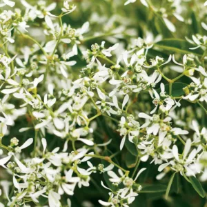 Euphorbia hypericifolia 'Diamond Frost', Euphorbia 'Diamond Frost', Chamaesyce hypericifolia 'Inneuphe', Euphorbia hypericifolia 'Inneuphdia', Evergreen Perennial, White Flowers