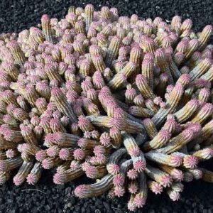 Euphorbia mammillaris,  Corncob Cactus, Corncob Euphorbia, Corn Cob Plant, Indian Corn Cob, succulent, drought tolerant plant, yellow flowers