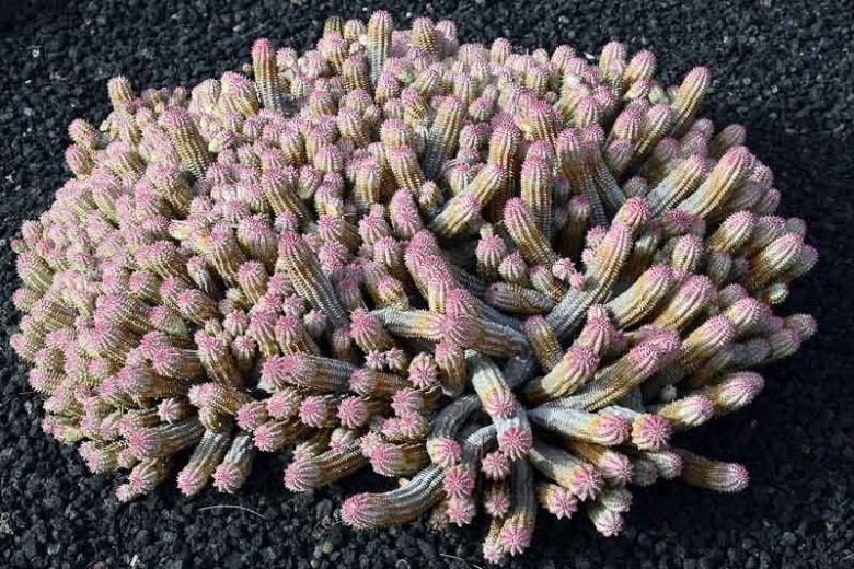 Euphorbia mammillaris,  Corncob Cactus, Corncob Euphorbia, Corn Cob Plant, Indian Corn Cob, succulent, drought tolerant plant, yellow flowers