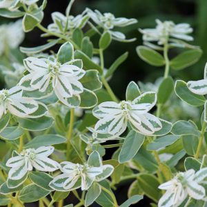 Euphorbia marginata, Snow On The Mountain, Snow-on-the-mountain, Snow in Summer, Ghost Weed, Mountain Snow, Mountain Spurge, Variegated Spurge, Variegated Euphorbia