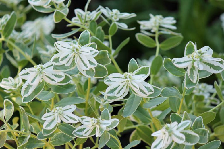 Euphorbia marginata, Snow On The Mountain, Snow-on-the-mountain, Snow in Summer, Ghost Weed, Mountain Snow, Mountain Spurge, Variegated Spurge, Variegated Euphorbia