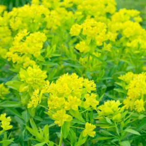 Euphorbia Palustris, Marsh Spurge, Swamp Spurge, Marsh Euphorbia, Yellow flowers, Drought tolerant perennial, Deer resistant perennial, rabbit resistant perennial