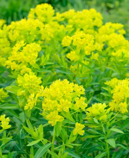 Euphorbia Palustris, Marsh Spurge, Swamp Spurge, Marsh Euphorbia, Yellow flowers, Drought tolerant perennial, Deer resistant perennial, rabbit resistant perennial