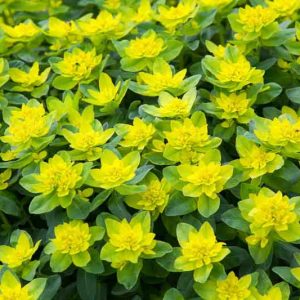 Euphorbia Polychroma, Cushion Spurge,  Many-Colored Spurge, Euphorbia Epithymoides, Yellow flowers, Drought tolerant perennial, Deer resistant perennial, rabbit resistant perennial