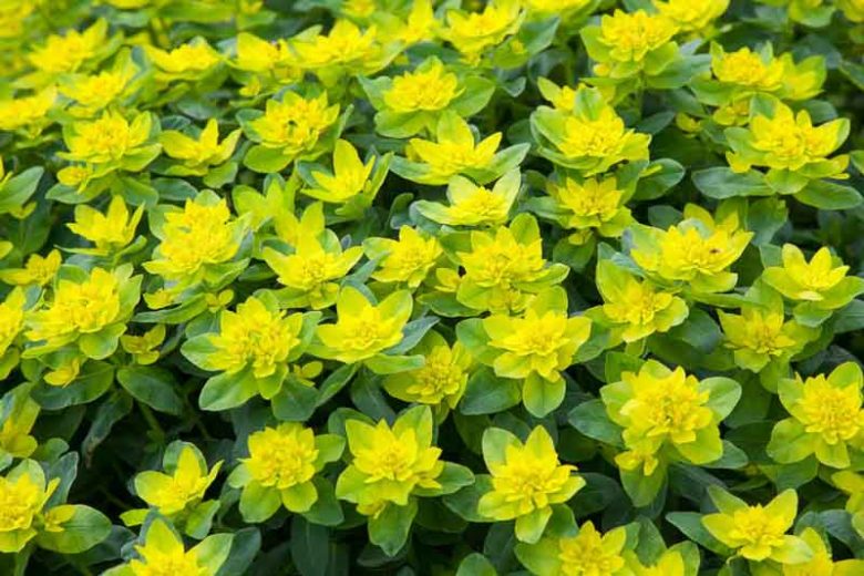 Euphorbia Polychroma, Cushion Spurge,  Many-Colored Spurge, Euphorbia Epithymoides, Yellow flowers, Drought tolerant perennial, Deer resistant perennial, rabbit resistant perennial