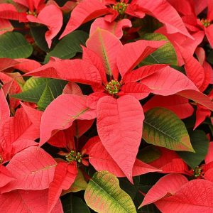 Euphorbia pulcherrima, Poinsettia, Bird-of-Paradise Flower, Christmas Flower, Christmas Star, Fire on the Mountain, Fire Plant, Lobster Flower, Mexican Easter Flower, Mexican Flameleaf, Painted Leaf, Pride of Barbados, Red Flowers