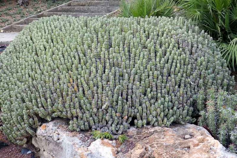 Euphorbia resinifera,  African Spurge, Euphorbium, Moroccan Mound, Resin Spurge, Staghorn Coral, succulent, drought tolerant plant, yellow flowers