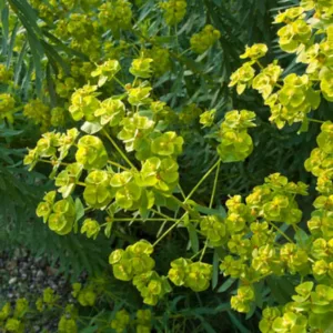 Euphorbia Seguieriana subsp. Niciciana, Siberian Spurge, Euphorbia Reflexa, Yellow flowers, Drought tolerant perennial, Deer resistant perennial, rabbit resistant perennial