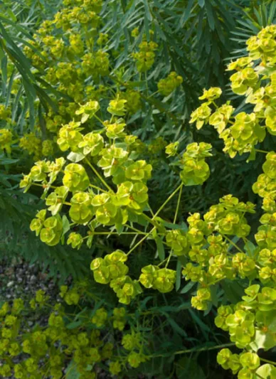 Euphorbia Seguieriana subsp. Niciciana, Siberian Spurge, Euphorbia Reflexa, Yellow flowers, Drought tolerant perennial, Deer resistant perennial, rabbit resistant perennial