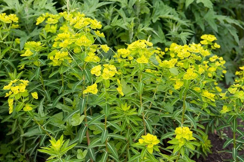 Euphorbia Wallichii, Wallich Spurge, Himalayan Spurge, Yellow flowers, Drought tolerant perennial, Deer resistant perennial, rabbit resistant perennial