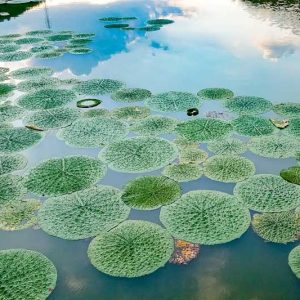 Euryale ferox, Foxnut, Gorgon Plant, Makhana, Prickly Water Lily, Purple Water Lily, Aquatic Plant, Floating Plant