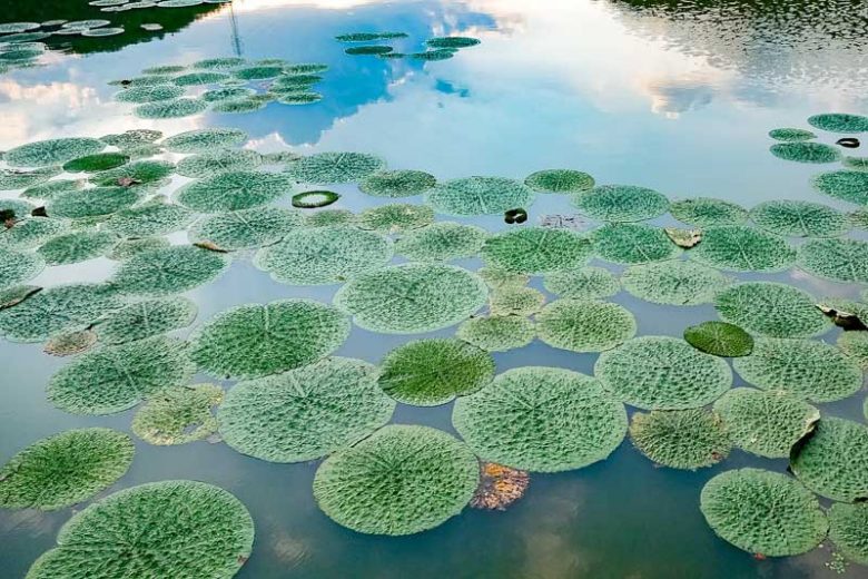 Euryale ferox, Foxnut, Gorgon Plant, Makhana, Prickly Water Lily, Purple Water Lily, Aquatic Plant, Floating Plant