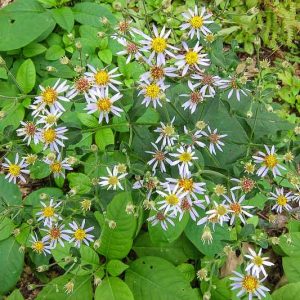 Eurybia macrophylla, Bigleaf Aster, Large-Leaf Wood-Aster, Aster ianthinus, Aster macrophyllus,s, Fall perennials, Fall Flowers, White Asters, Pink Asters