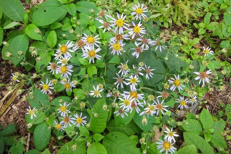 Eurybia macrophylla, Bigleaf Aster, Large-Leaf Wood-Aster, Aster ianthinus, Aster macrophyllus,s, Fall perennials, Fall Flowers, White Asters, Pink Asters