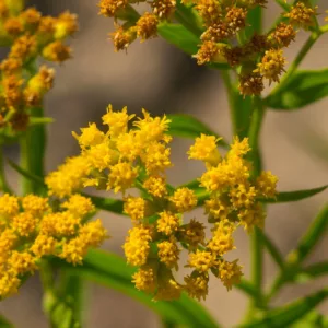 Euthamia graminifolia, Flat-top Goldentop, Grass-leaved Goldenrod, Solidago graminifolia, Solidago lanceolata, Chrysocoma graminifolia, Fall perennials, Fall Flowers, Yellow flowers