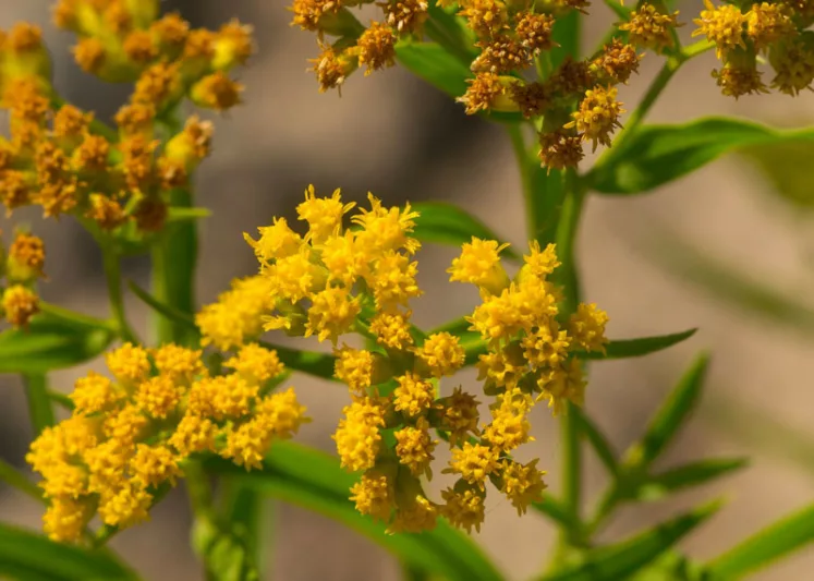 Euthamia graminifolia, Flat-top Goldentop, Grass-leaved Goldenrod, Solidago graminifolia, Solidago lanceolata, Chrysocoma graminifolia, Fall perennials, Fall Flowers, Yellow flowers