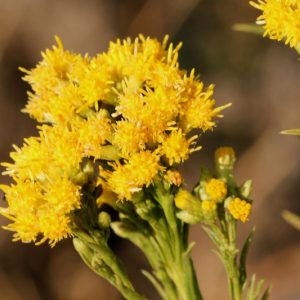 Euthamia occidentalis, Western Goldentop, Euthamia californica, Euthamia linearifolia, Solidago occidentalis, Fall perennials, Fall Flowers, Yellow flowers