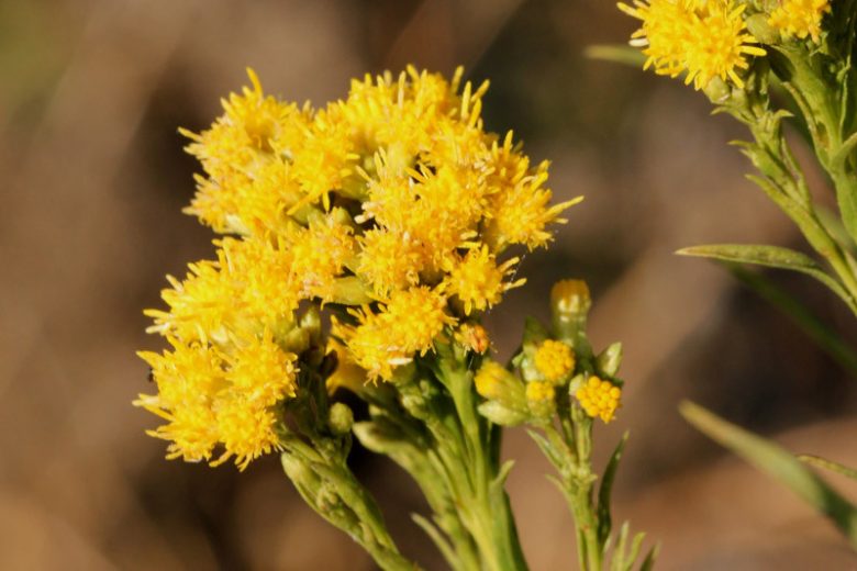 Euthamia occidentalis, Western Goldentop, Euthamia californica, Euthamia linearifolia, Solidago occidentalis, Fall perennials, Fall Flowers, Yellow flowers