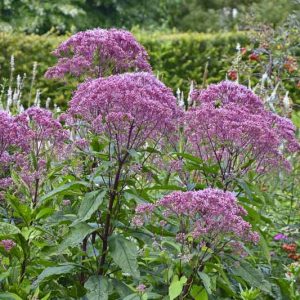 Eutrochium dubium, Coastal Plain Joe Pye Weed,  Eastern Joe-Pye Weed, Joepye Thoroughwort, Eupatoriadelphus dubius, Eupatorium dubium